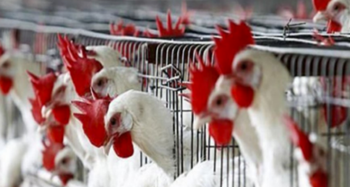 "البيئة السعودية ": لا إصابات بإنفلونزا الطيور خلال الـ 24 ساعة الماضية