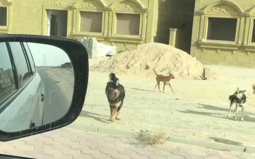 صورة | الكلاب الضالة تظهر في مدينة صباح الأحمد