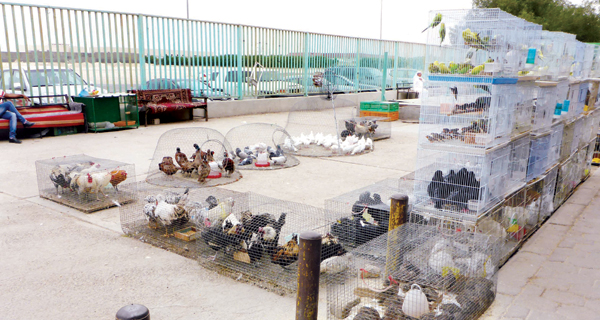 سوق الطيور بؤرة إهمال.. والرقابة «مذبوحة»