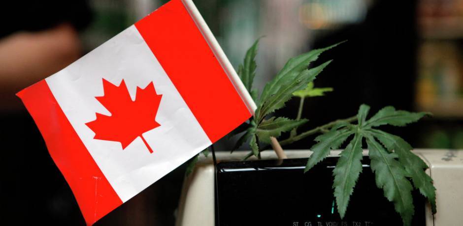 كندا تقنن استعمال الماريجوانا