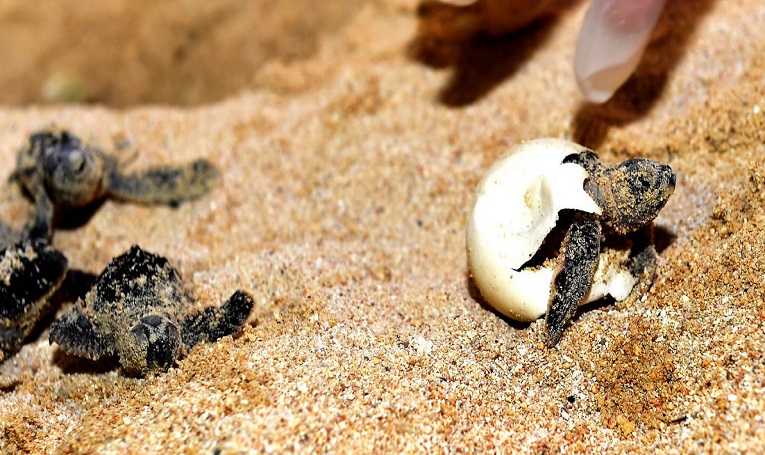 قطر تنفذ مشروعًا لحماية السلاحف البحرية من الانقراض