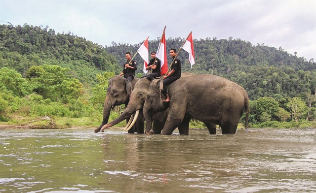 فيلة تحمل علم أندونيسيا في ذكرى استقلالها