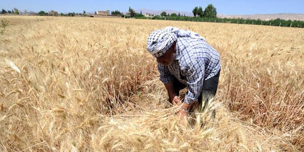 «فاو»: الحرب والجفاف يدفعان القمح السوري إلى أدنى مستوياته في 30 عاما