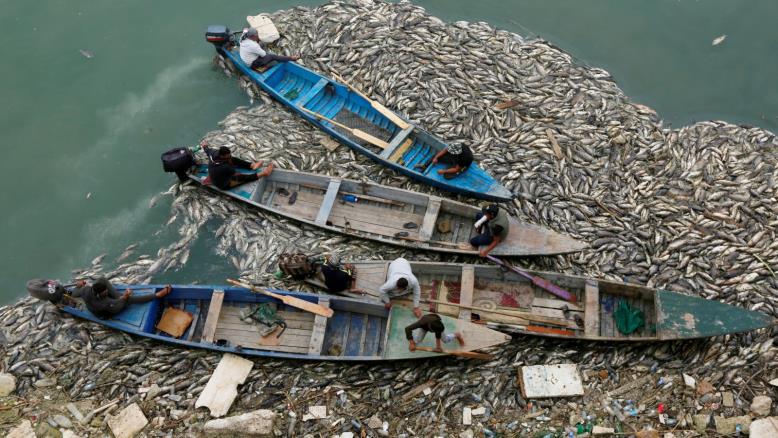 القصة الكاملة لكارثة  نفوق الأسماك في العراق