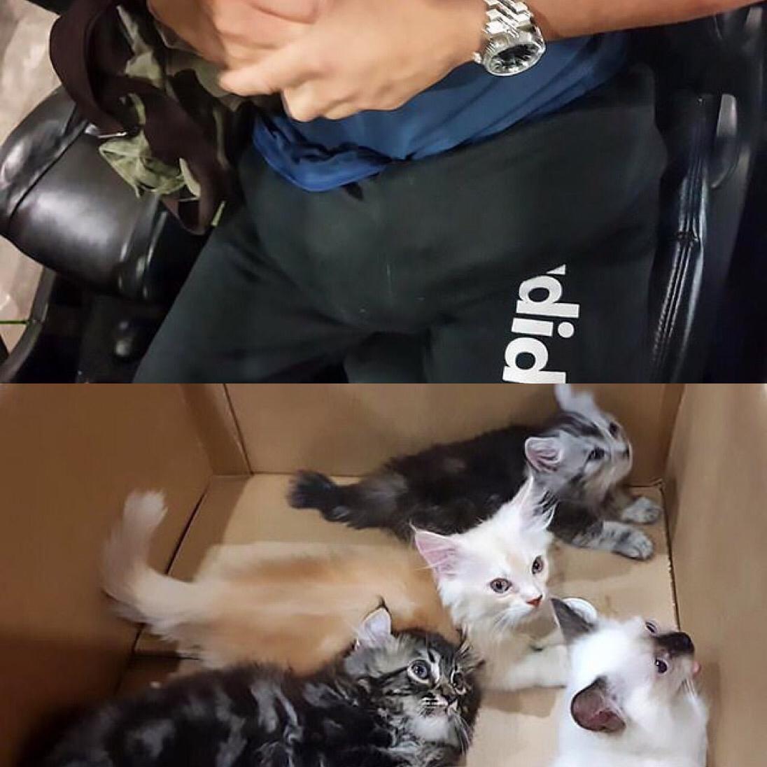 العثور على 4 قطط حية داخل «بنطلون» راكب في سنغافورة