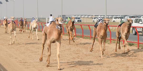«القطرية» تهيمن على منافسات اليوم الثالث لبطولة الكويت الدولية لسباقات الهجن