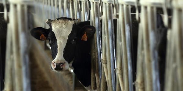 البرازيل: السعودية تعتمد 8 مصانع برازيلية لتصدير لحوم الأبقار