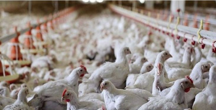 هيئة الغذاء والتغذية: حظر استيراد الطيور والبيض من 7 دول