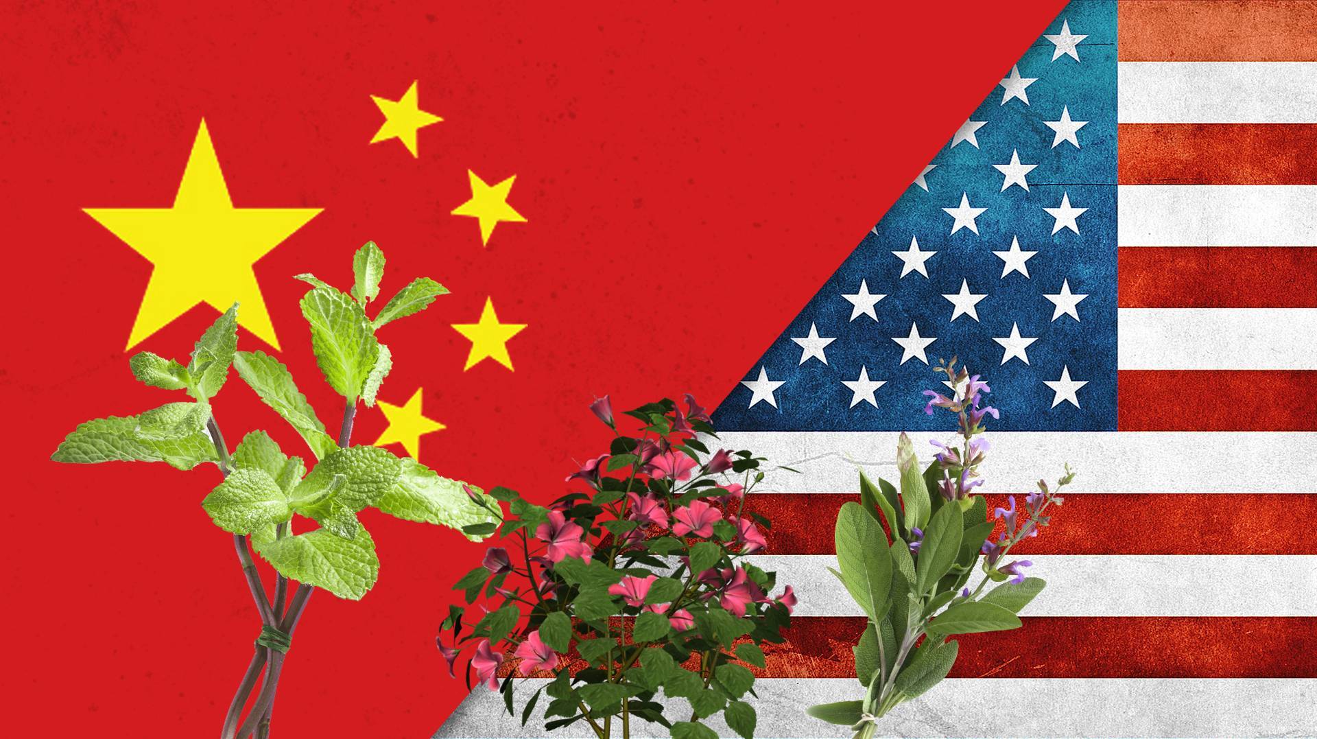 لماذا ترسل الصين الكركديه والمرامية والنعناع.. إلى المواطنين الأميركيين؟