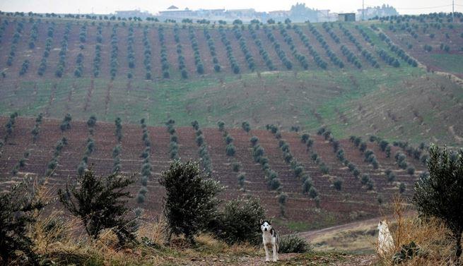 أشجار الزيتون السورية تثمر في كردستان العراق