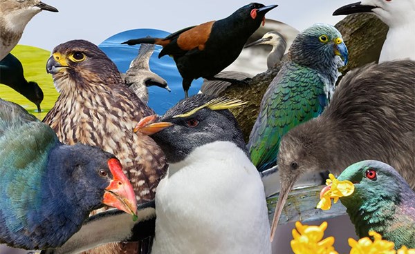 برق نيوز - انطلاق انتخابات الطيور السنوية في نيوزيلندا
