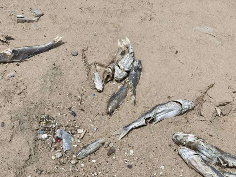 البيئة»: ازدياد نفوق أسماك الچم بسبب المد الأحمر