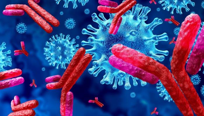 علماء: الأجسام المضادة لفيروس كورونا قد تهاجم الخلايا السليمة في جسم الإنسان