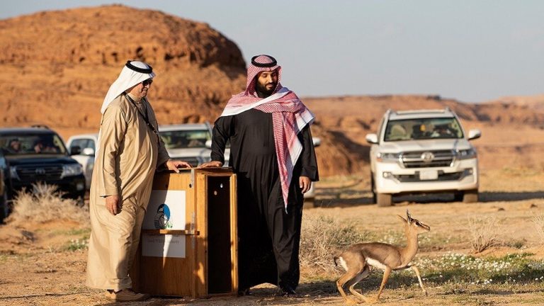 السعودية تعتزم تخصيص محمية طبيعية تتجاوز مساحة بلجيكا بـ11 مرة