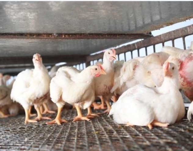 أسعار الدجاج ارتفعت ٢٥ في المائة.. وشحّ في الأسواق