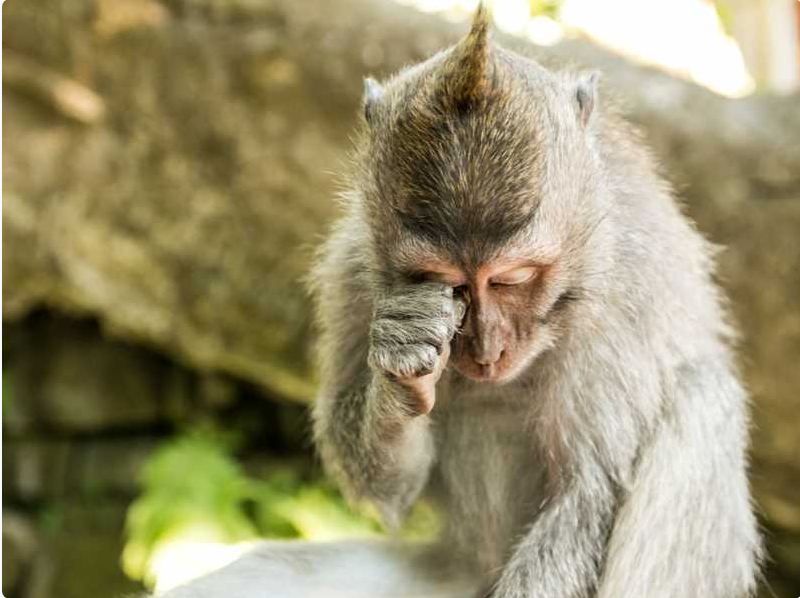 تسميم قرود في البرازيل خوفاً من «جدري القردة»